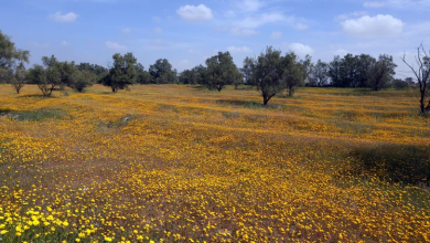 Photo of حالة الطقس: غائم جزئيًا إلى غائم