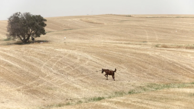 Photo of حالة الطقس: انخفاض طفيف على درجات الحرارة