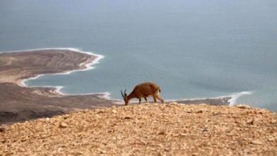 Photo of حالة الطقس: حار وجاف ومغبر بعد الظهيرة