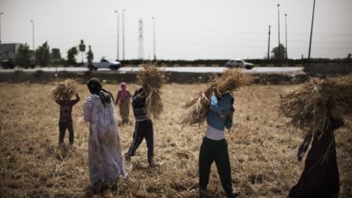 Photo of لماذا يعزف فلاحو مصر عن توريد القمح للحكومة رغم العقوبات؟