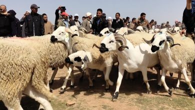 Photo of فتاوى المجلس الإسلامي للإفتاء.. فتاوى الأضاحي