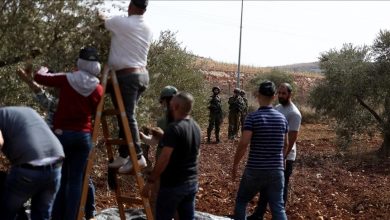 Photo of إبادة لزيتون فلسطين.. مستوطنون إسرائيليون يقطعون مئات الأشجار المعمرة