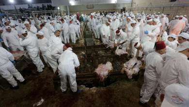 Photo of محافظة القدس: الدعوات الإسرائيلية لذبح قرابين بالأقصى “تطور خطير”